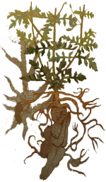 корнеплоод.png корнеплоод.png