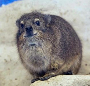 Привет, я даман_.jpeg