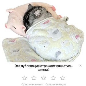 котик спит.jpg