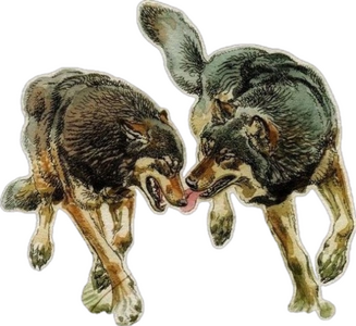 volki.png volki.png