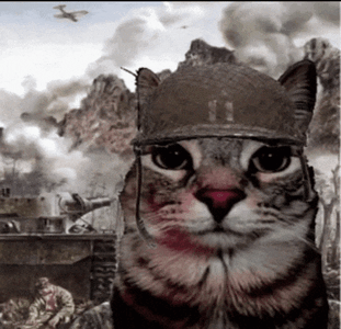 cat-thousand-yard-stare-thousand-yard-stare.gif