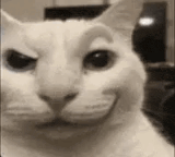 scary-cat.gif