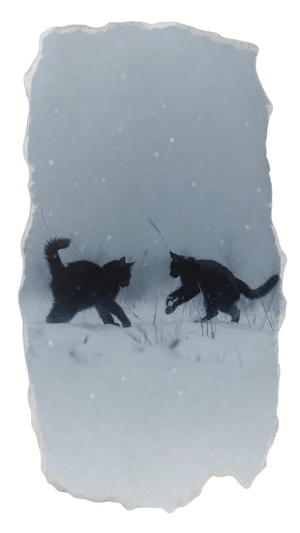 изображение-removebg-preview(25).png