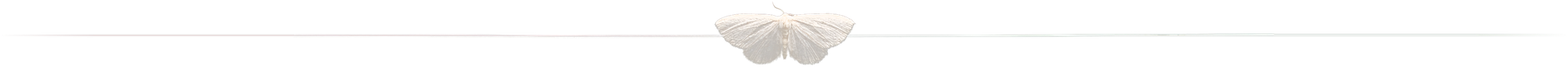 divider.png