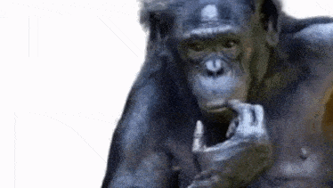 1000030952.gif 1000030952.gif