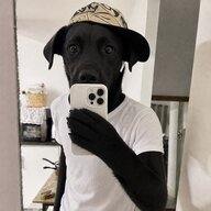 Собачий кайф