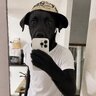 Собачий кайф